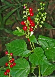 Dog Blood Bush Tea 4oz - Jamaican Wildcrafted Herbal Tea | Traditional Caribbean Bush Medicine | Caffeine Free Wellness Tea | RastaMan Stew