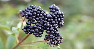 HUGE 18 oz Mrs. Miller's Elderberry Jelly - Pack of 2 - Amish and Homemade!