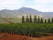 Hawaii's 1st Coffee Store - Kona Pure Ecstasy in Keurig Compatible Cups (12 ea. per pack)