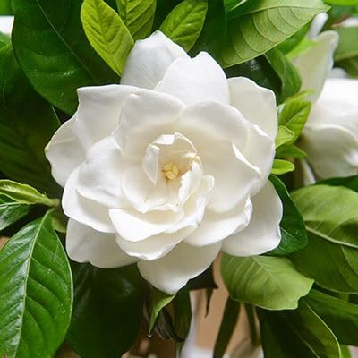 Gardenia Mystery - Gardenia Jasminoides. Hardy Evergreen Shrub with Large Sweetly Fragrant White Flowers Ideal for Landscaping and Container Gardening (2 Gardenia Mystery Plants in Sac)