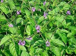 100% Jamaican Blue Vervain organic tea-2Pack-.handpicked in Jamaica- Blue Vervain herb Jamaica Bush tea Jamaican Herbs