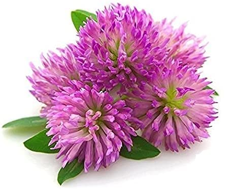 Red Clover Tops - Trifolium pratense Leaf &amp Flower C/S by Nature Tea (8 oz)