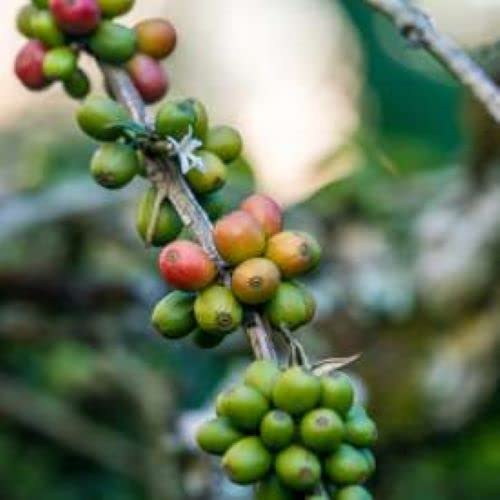 Sumatra Single Origin | Organic | Dark Roast | Whole Bean Coffee | 12oz 1-Pack