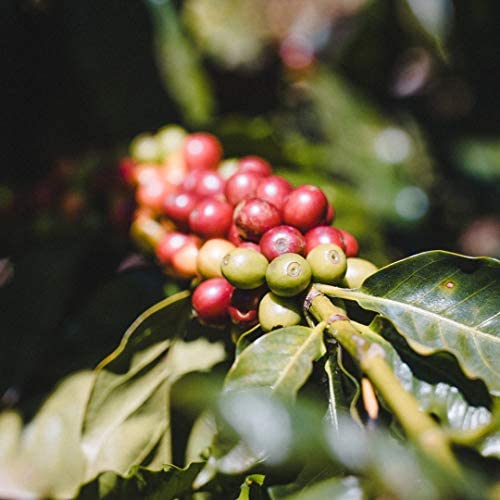 Fara Coffee Whole Bean (Breakfast Blend (Medium) 2.2 Lb)