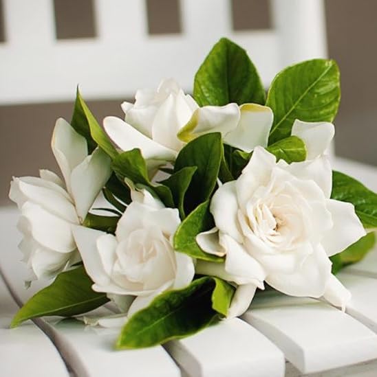 Gardenia Mystery - Gardenia Jasminoides. Hardy Evergreen Shrub with Large Sweetly Fragrant White Flowers Ideal for Landscaping and Container Gardening (2 Gardenia Mystery Plants in Sac)