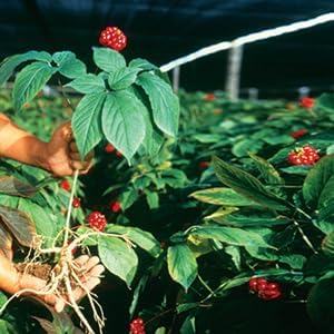 Hsu's SKU 0126-4 | Cultivated Wisconsin-Grown | American Ginseng Mixed Large-Medium Slices 0126-4 | 4oz Box