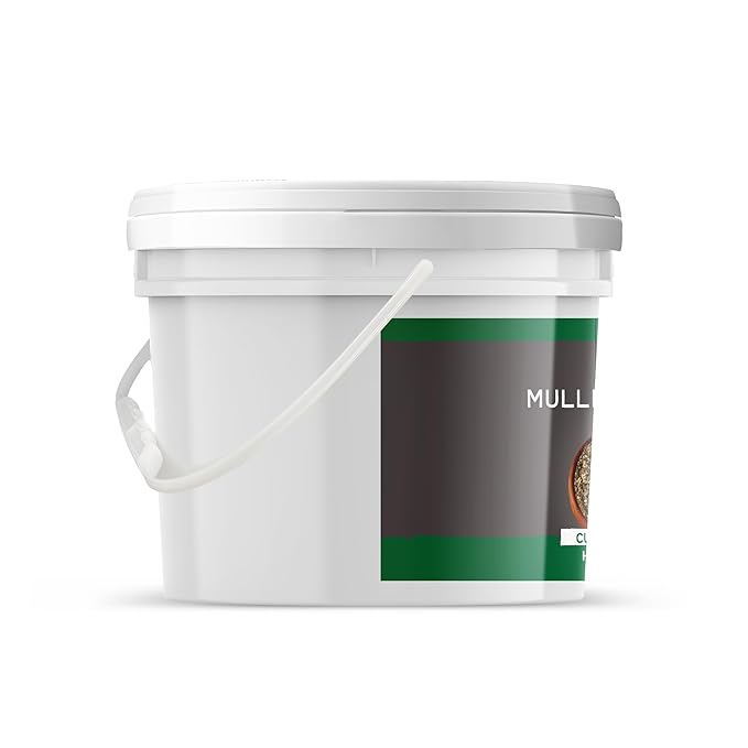 Birch &amp Meadow 1 Gallon of Mullein Leaf Cut &amp Sifted Herbal Tea