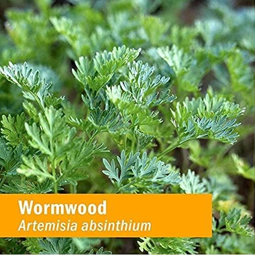 Herb Pharm Certified Organic Wormwood Liquid Extract for Digestive System Support - 4 Ounce