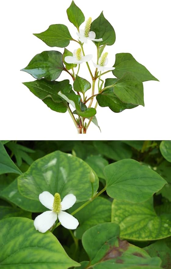 Organic Natural Pure Houttuynia Cordata(Eoseongcho) Extract Powder -10.58 Ounce (300g)