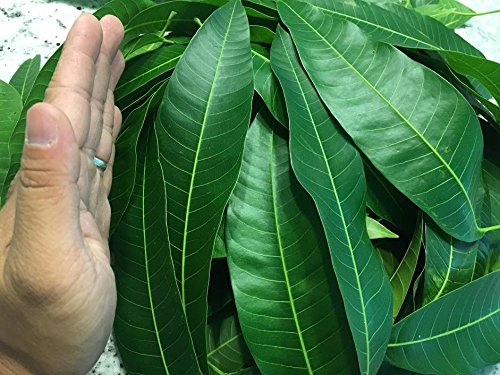 Fresh Mango Leaves Tea Organic All Natural No Pesticide No Chemical from South Florida Qty 250+