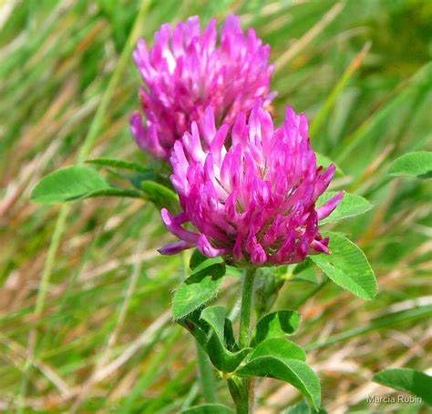 hot flash relief for women - MENOPAUSE HERBAL TEA 14 DAYS - Black Cohosh night sweats relief tea for women tea with red clover menopause support tea organic menopause relief tea menopause tea