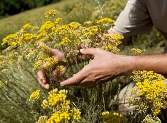 Helichrysum Immortelle Dried Flowers (4 OZ = 113 grams) Sandy Immortelle Herb Tea Wild Harvest from Armenia