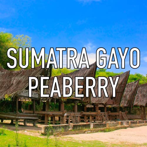 Sumatra Gayo Peaberry Coffee Ground Fresh Roasted 5 lbs