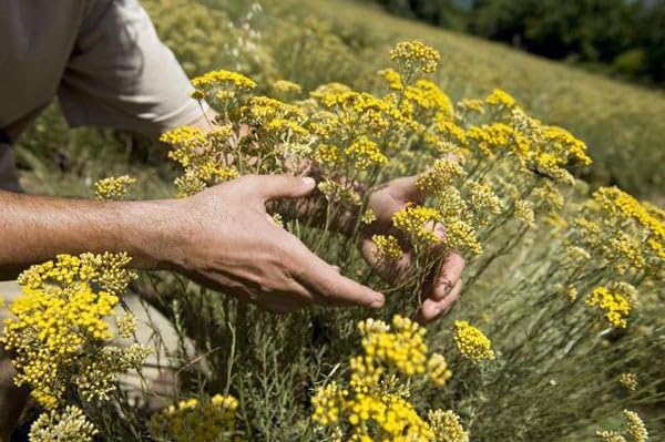 Immortelle Helichrysum Dried Flowers from Armenia 7 OZ 200 grams Wild Harvest PREMIUM QUALITY