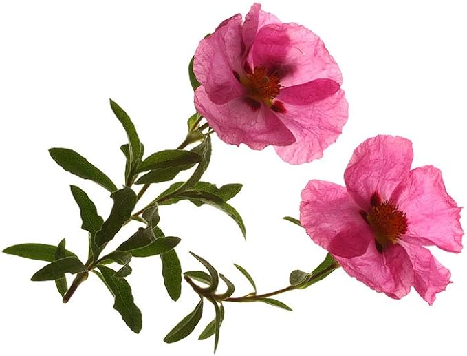 Organic Cistus Incanus - Rock Rose - Czystek 500g 1.1lb - Turkey - supports the body’s immune system