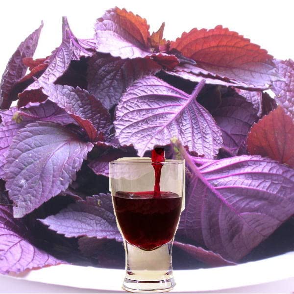 Unsweetened RED SHISO DRINK 900ml (31.6floz) SHISOCO