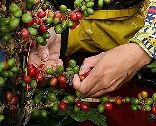 Hacienda Venecia Whole Bean Coffee Medium Roast 100% Colombian Arabica Single Origin from Manizales - 17.6 oz Bag