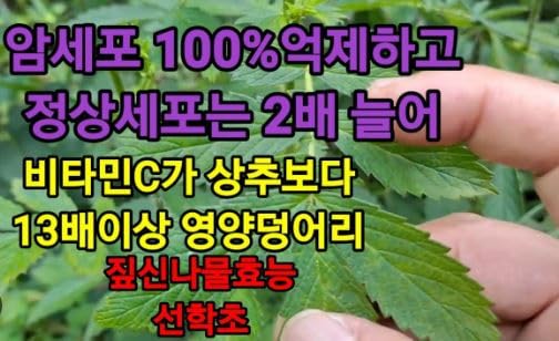 All Organic Agrimony Natural Herbal Tea (Medicinal Herbal Tea) GMP/GAP Product/Teabags Included/선학초(짚신나물 용아초) 3oz/86g [Bridgeherb]