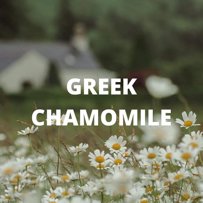 CHIOS Tea | Greek Wellness Loose Herbal Tea | Whole Chamomile Flowers Chios Mastic Gum Mahlab | 100% ORGANIC Caffeine Free Natural Earthy Flavor | Product of Greece | 90G (3.2 OZ) (50 Cups)