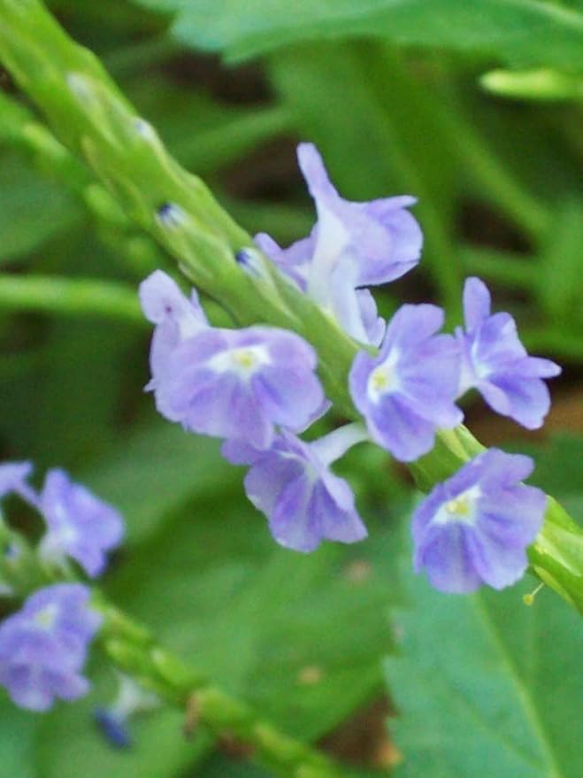 Jamaican Blue Vervain Tea Loose Leaf Herb 4 oz