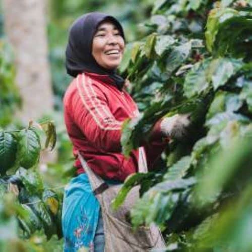 Sumatra Single Origin | Organic | Dark Roast | Fresh Roasted | Whole Bean Coffee | 1lb 1-Pack