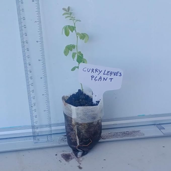 Curry Leaf Plant. Live Plant. Fragrant Beautiful Edible. Easy Grow. Indian Cooking Must Have. Murraya Koenigii. (1 Cup)