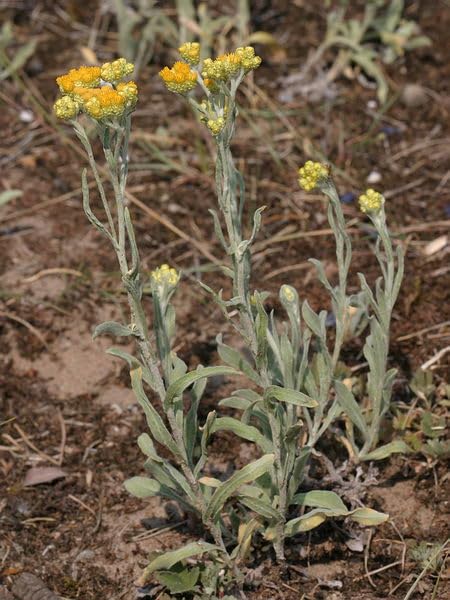 Immortelle Helichrysum Dried Flowers from Armenia 7 OZ 200 grams Wild Harvest PREMIUM QUALITY