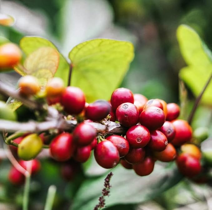 Gustos Coffee Premium Selection | Puerto Rican High End Medium Roasted Whole Bean Coffee (3 12oz)