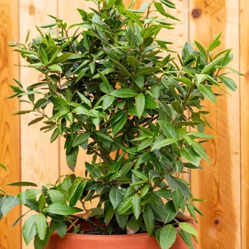 Mediterranean Bay Leaf Bay Laurel Live Plant. Standard Variety - Laurus Nobilis. Live Plant. Fragrant Fresh Edible. Best for Ground Planting Outdoor. (2 Bay Laurel. 4 inch pots)