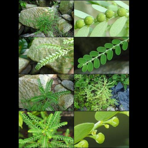 Phyllanthus Amarus (LUK Tai Bai) - 40 Teabags