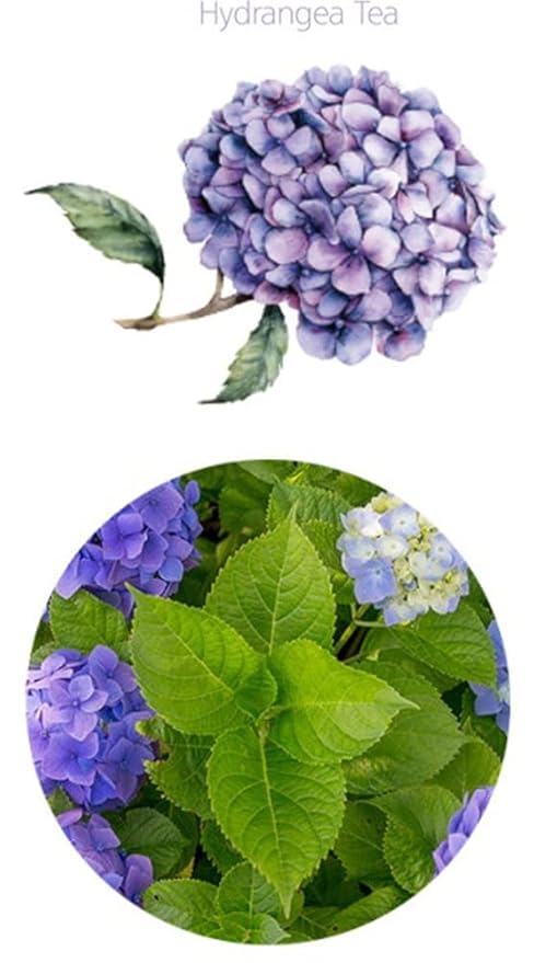 Organic Natural Pure Hydrangea Leaf (1 Box(40 Tea Bag))-Individually Wrapped Tea Bags