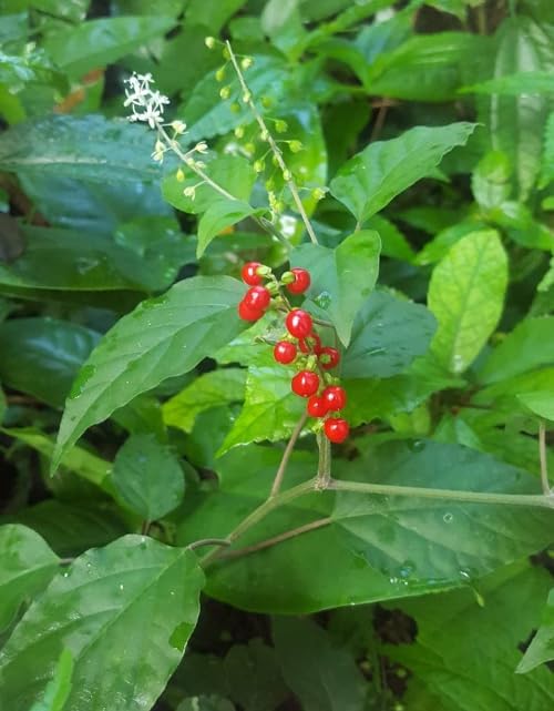 Generic Dirty Treasures JM Jamaican Dog Blood Herb (Fertility Bush) Rivina Humilis (2oz)