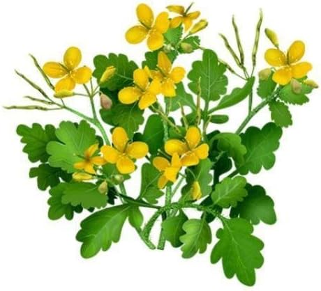 CHELIDONIUM MAJUS (Greater Celandine | Tetterwort) Herbal Tea – 2 oz (50 g) (4)