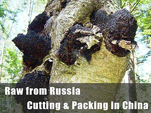 Chaga Mushroom Chunks - 8 ounce 100% Wild Harvested with Black Top Crust Premium Tea Chunks - Antioxidants Healthy Drinks
