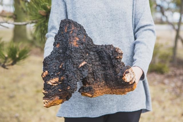 Tao Chaga – Wild Harvested Canadian Chaga Mushroom Chunks 16oz (1 lb) | 100% Organic &amp Authentic | Health Canada Approved