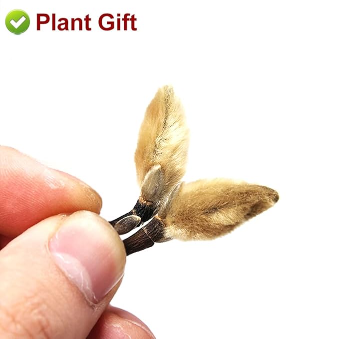 Plant Gift Chinese Medicine Herbal Tea dried magnolia flower flos 辛夷花 magnoliae Xin Yi Hua health skin care Flower Tea Herbs 80g/2.82oz