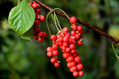 Schisandra Berry - New Crop Schisandra chinensis Dried Loose Berry from 100% Nature (8 oz)