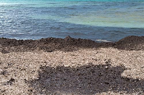 Bladderwrack Black Rockweed Tea | Fucus Vesiculosus L | Herbal Tea | Health Embassy (100g)