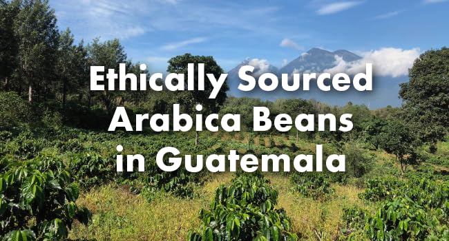 Café Grumpy Guatemala Single Origin Whole Coffee Beans 12 oz Bag Farm to Table Medium Roast French Press Pour Over Cold Brew Drip