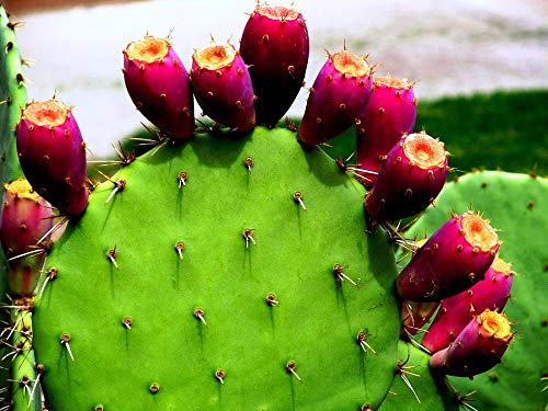 Nopal Cactus powder wildcrafted ORGANIC Prickly pear/Dehydrated nopal powder 100% natural organic (16oz)