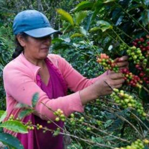 Nature Source Coffee Swiss Water Decaf Single Origin | Organic | Fresh Roasted | Whole Bean Coffee | 1lb 1-Pack