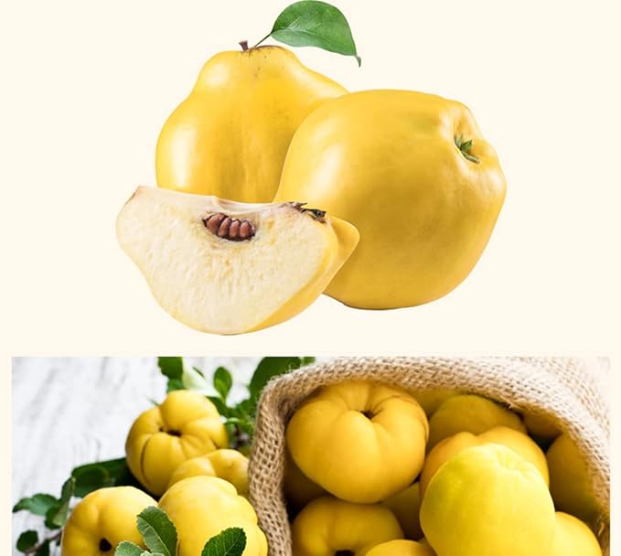 Organic Natural Pure Quince Cut &amp Sifted Dried Bulk Herbs -10.58 Ounce (300g)