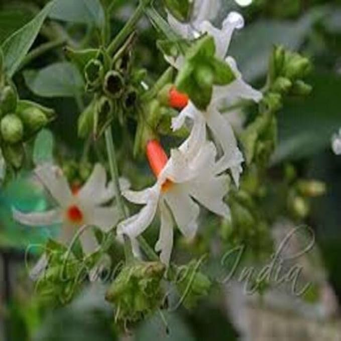 Organic Dried Parijat Leaves/Harshingar/Raat ki Rani/Night Queen/flowring Jasmine || 100 GM (2)