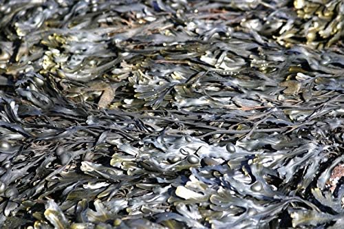 Bladderwrack Black Rockweed Tea | Fucus Vesiculosus L | Herbal Tea | Health Embassy (100g)