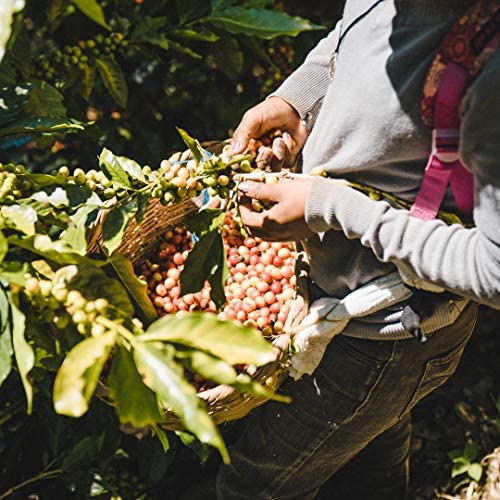 Fara Coffee Whole Bean (Signature Roast (Medium/Dark) 2.2 Lb)