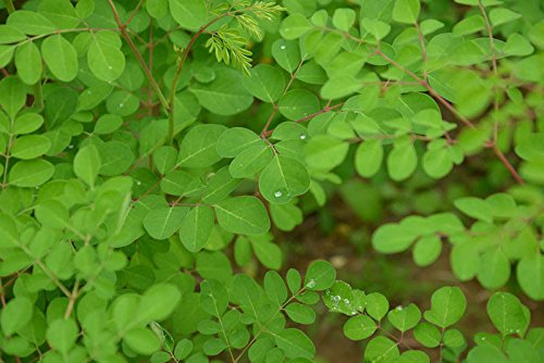 Moringa Tea Organic 100 Bags 100% Pure All-natural Antioxidant-rich Energy Booster