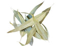 Dried Eucalyptus Leaves (Hojas de Eucalipto)– Whole Natural Eucalyptus Bulk Bag for Tea &amp Aromatic Use | 5lb.