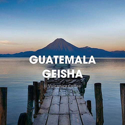 Geisha Coffee Guatemala Ground Single Origin Fresh Roasted 16-ounce