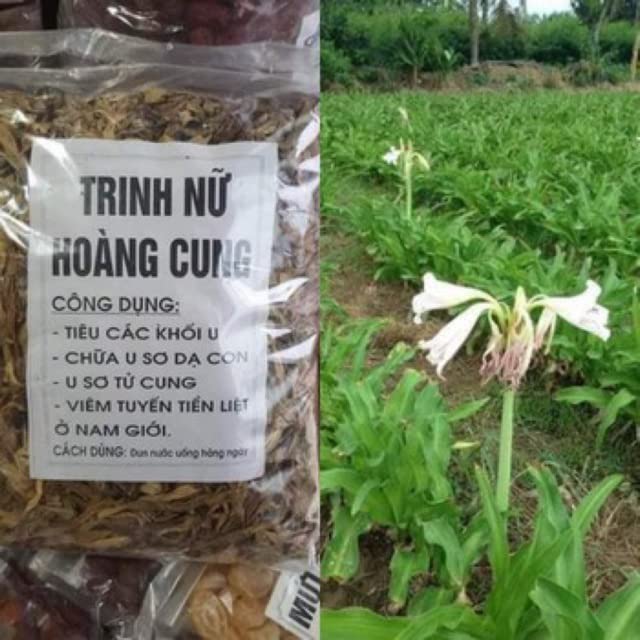 Trinh Nu Hoang Cung Say Kho - Thao Duoc - Magical Dried Trinh Nu Hoang Cung Tea Herbal Tea Crinum Latifolium Herb Tea Sudarshana 250 Gram