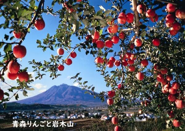 100% Japanese Apple Straight Juice 1000ml (Pack of 2 Glass Bottles) JA Aoren Aomori Shizuku of Hope No Sugar Added No Preservatives Apple Juice from Aomori Prefecture MADE IN JAPAN